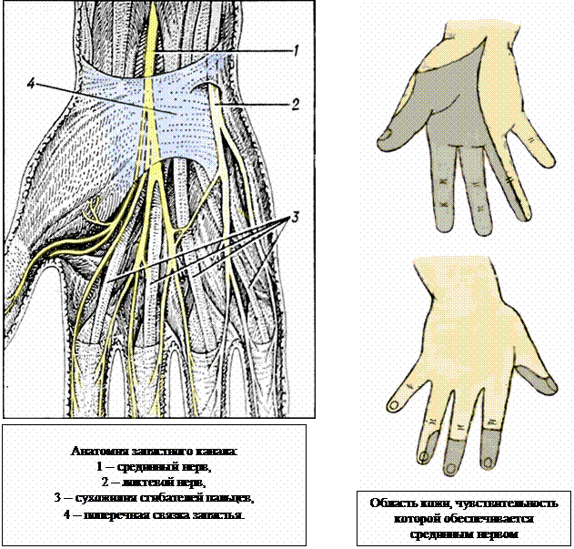 Анатомия запястного канала